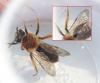 Andrena haemorrhoa